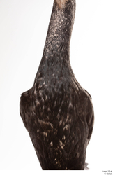  Double-crested cormorant Phalacrocorax auritus 